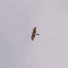 Accipiter nisus