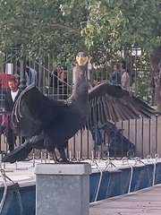 Phalacrocorax carbo