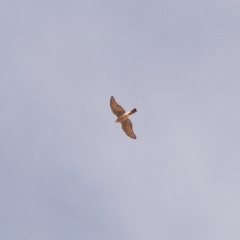 Accipiter nisus