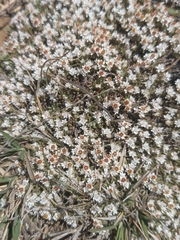 Helichrysum caespititium
