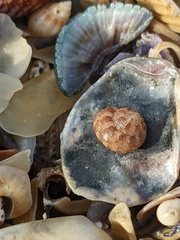 Eurytrochus strangei