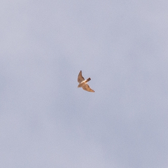 Accipiter nisus