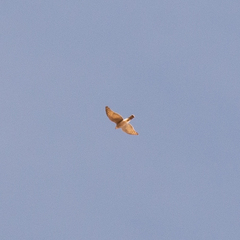 Accipiter nisus