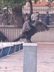 Phalacrocorax carbo