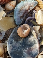 Eurytrochus strangei