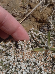 Helichrysum caespititium