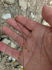 Bupleurum falcatum