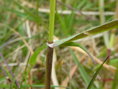 Anthoxanthum odoratum