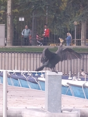 Phalacrocorax carbo