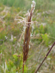Anthoxanthum odoratum