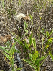 Pentanema germanicum