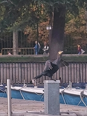 Phalacrocorax carbo