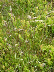 Anthoxanthum odoratum