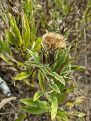 Pentanema germanicum