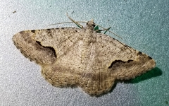 Frederickia s-signata