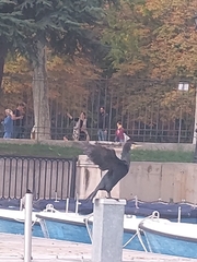 Phalacrocorax carbo