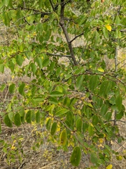 Paliurus spina-christi