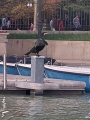 Phalacrocorax carbo