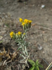 Galatella villosa