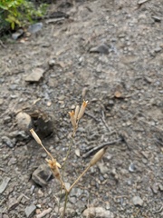 Dianthus marschallii