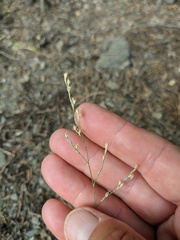 Bufonia parviflora