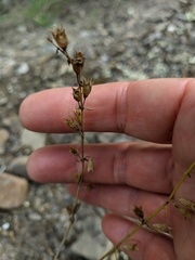 Stachys angustifolia