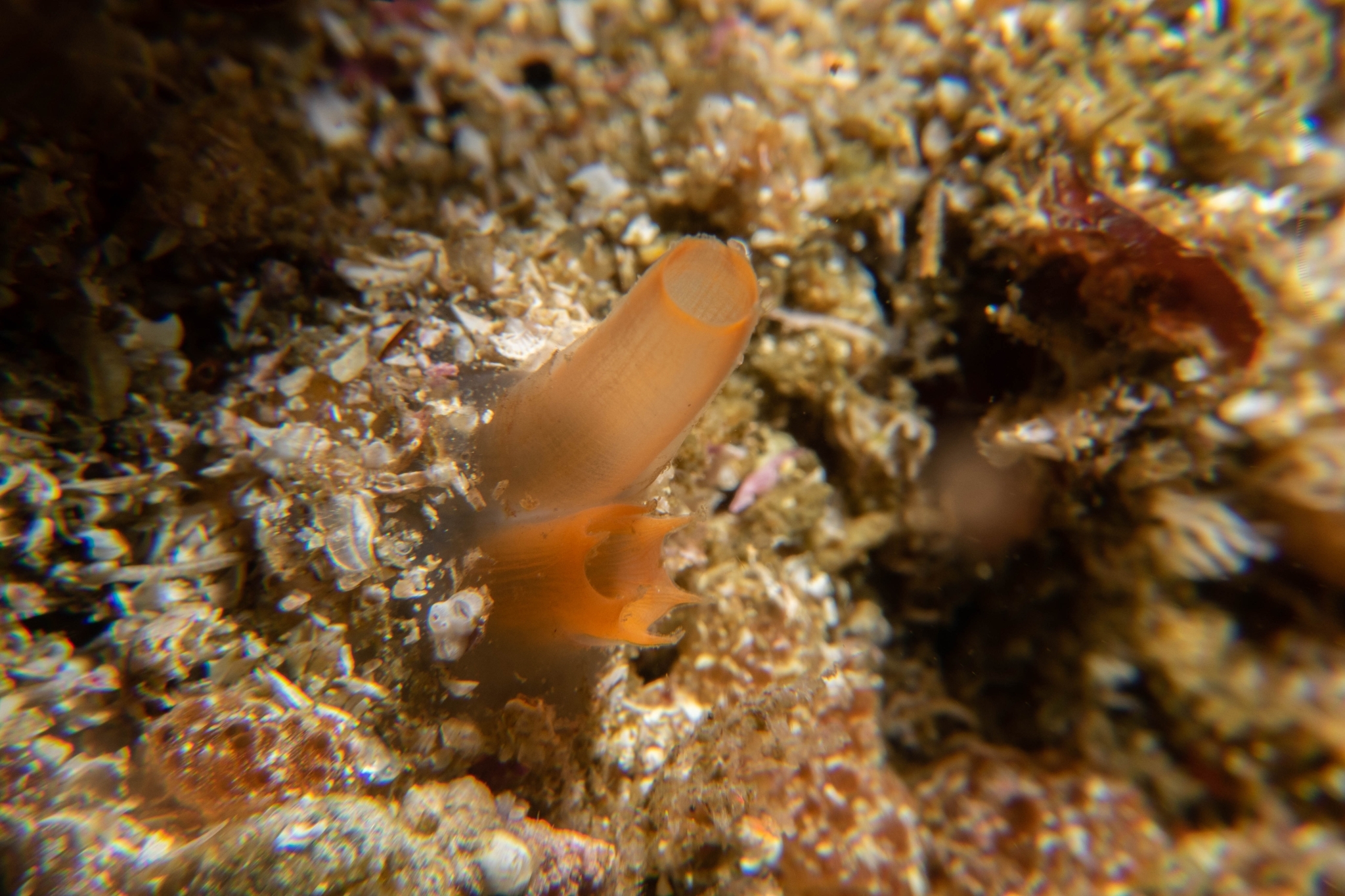 Molgula pacifica (Huntsman, 1912)