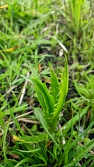 Eryngium vesiculosum