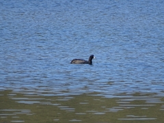Fulica cristata