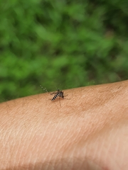 Stegomyia