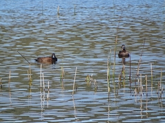 Netta erythrophthalma