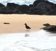 Haematopus fuliginosus