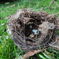 Turdus merula merula