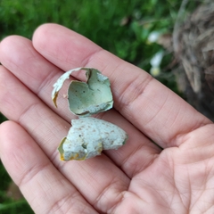 Turdus merula merula