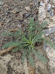 Seseli dichotomum