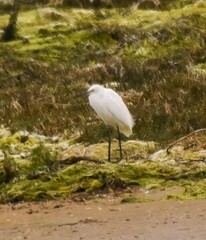 Egretta garzetta nigripes
