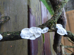 Byssomerulius corium