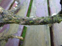 Byssomerulius corium