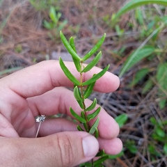 Angadenia berteroi