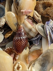 Pardalinops testudinaria