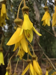 Sophora microphylla