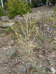 Seseli dichotomum