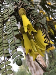 Sophora microphylla