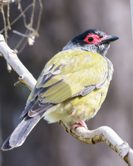 Sphecotheres vieilloti