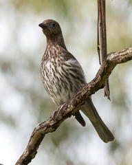 Sphecotheres vieilloti