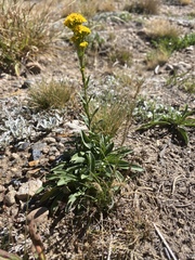 Solidago multiradiata