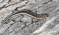 Cryptoblepharus pulcher