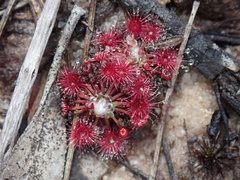 Drosera pygmaea