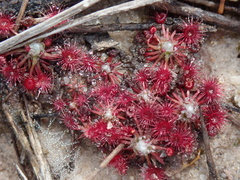 Drosera pygmaea