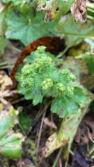 Alchemilla vulgaris